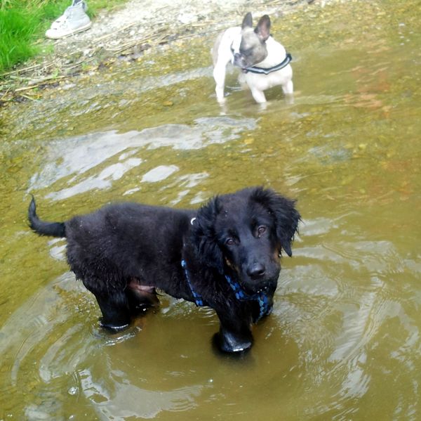 Duke &  Kitty sind beim planschen